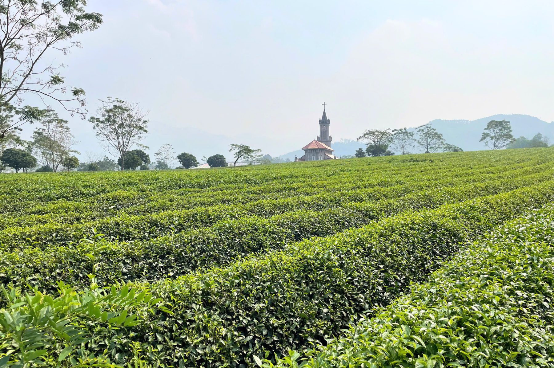 Đồi chè Mỹ Lâm, Tuyên Quang