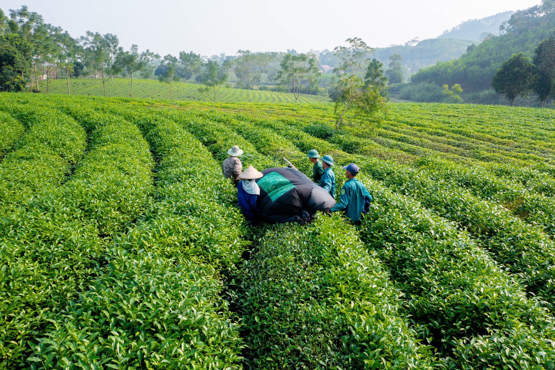Thu hái chè trên đồi Mỹ Lâm